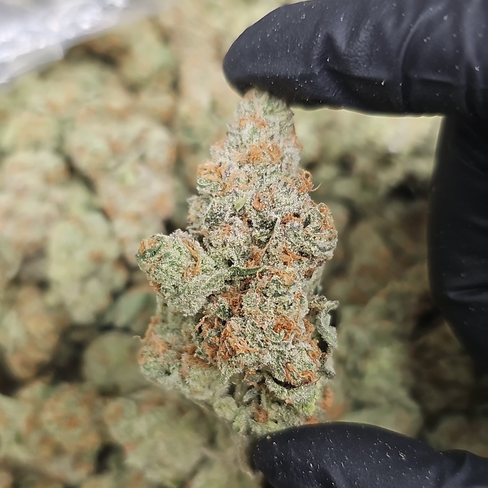 Papaya THCa Flower