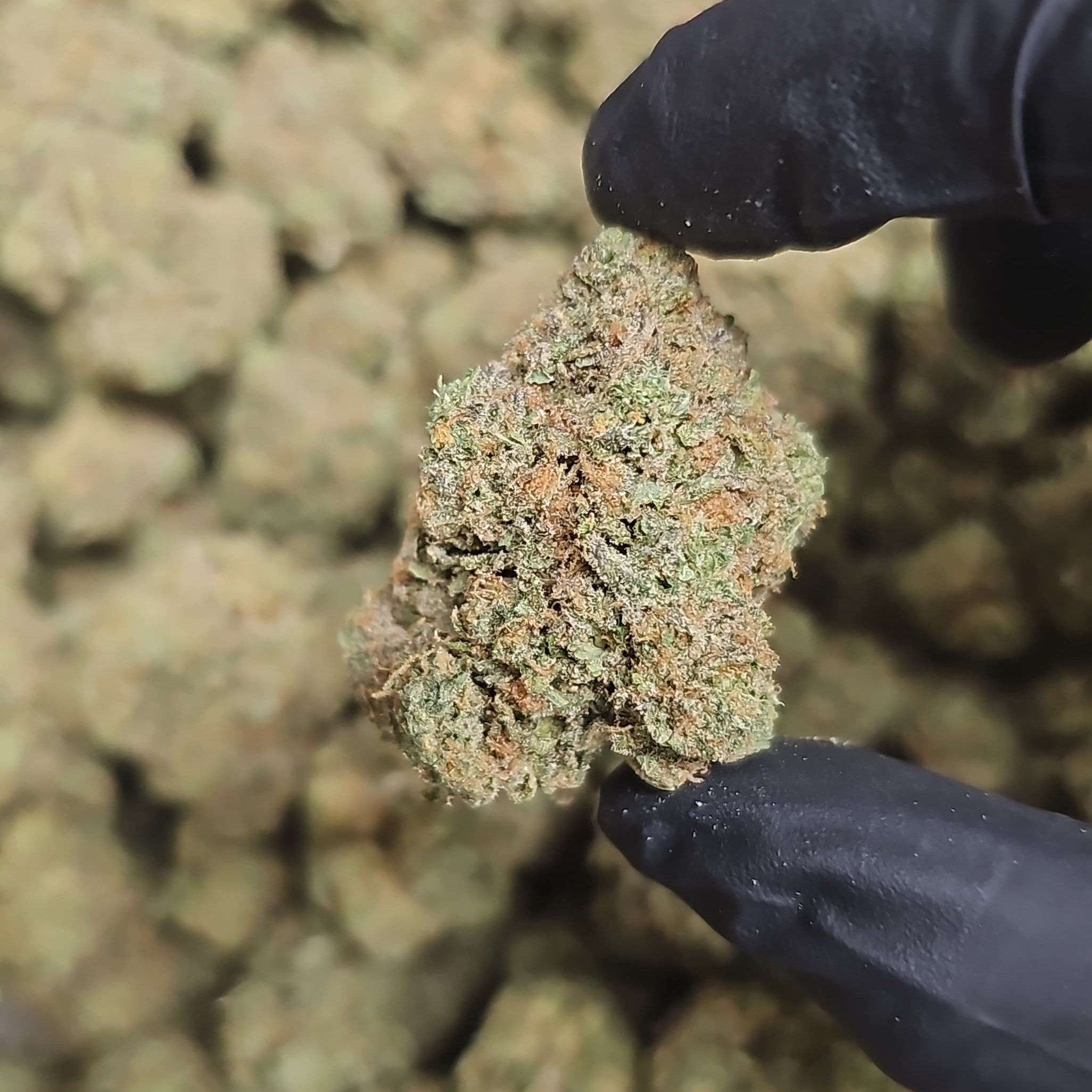 Planet Z THCa Flower