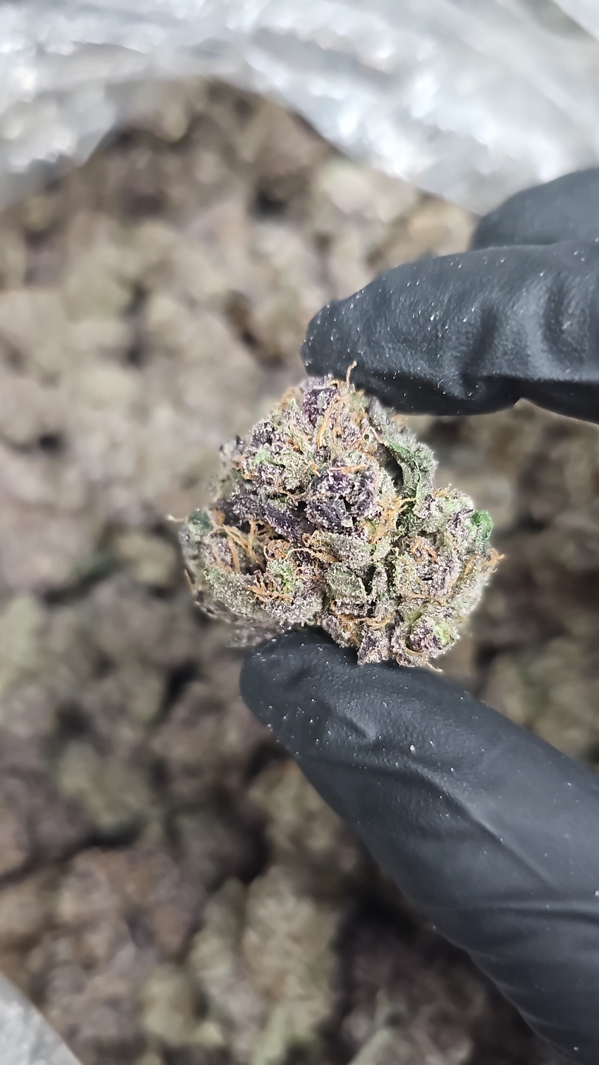 Space Runtz THCa Flower
