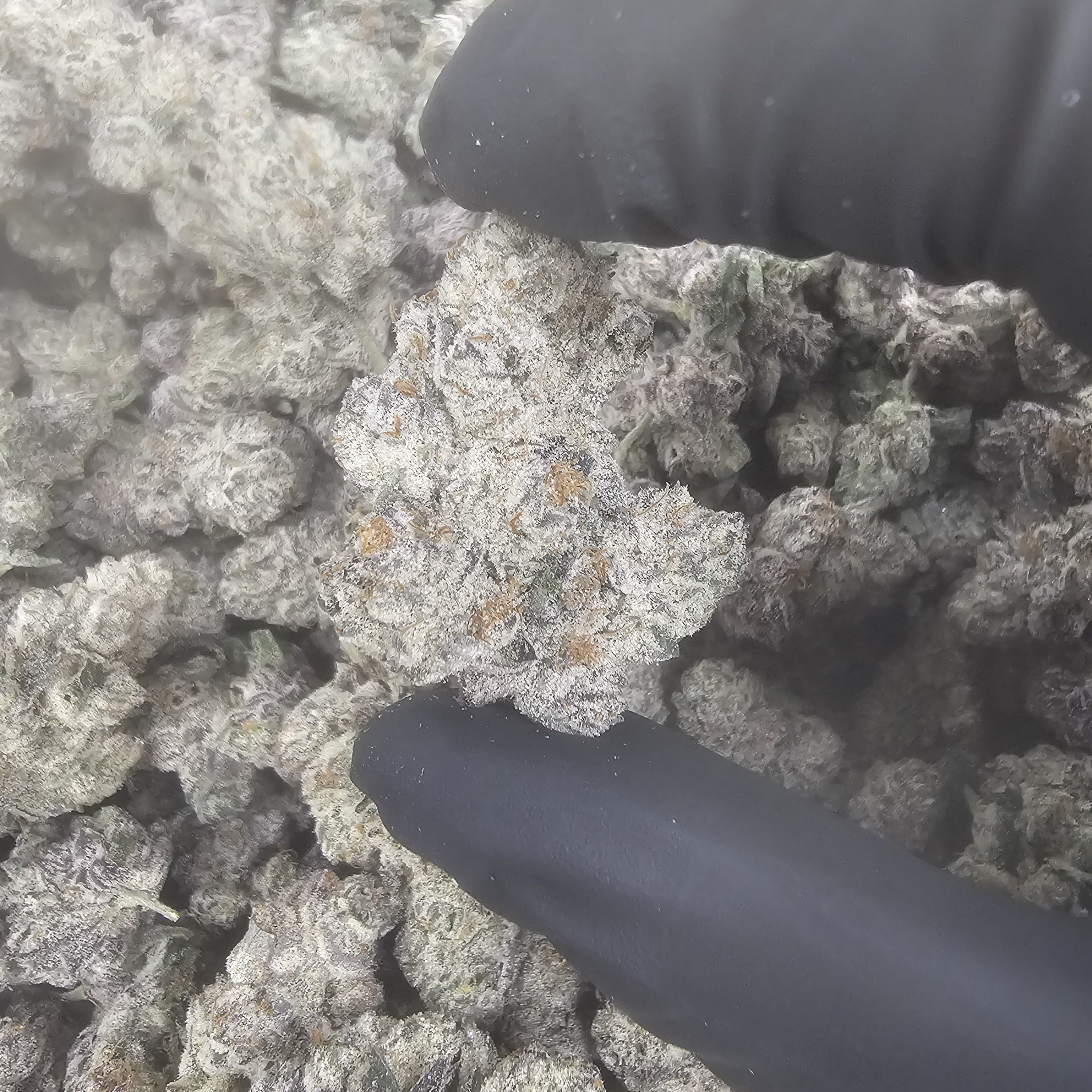 Peach Runtz THCa Flower