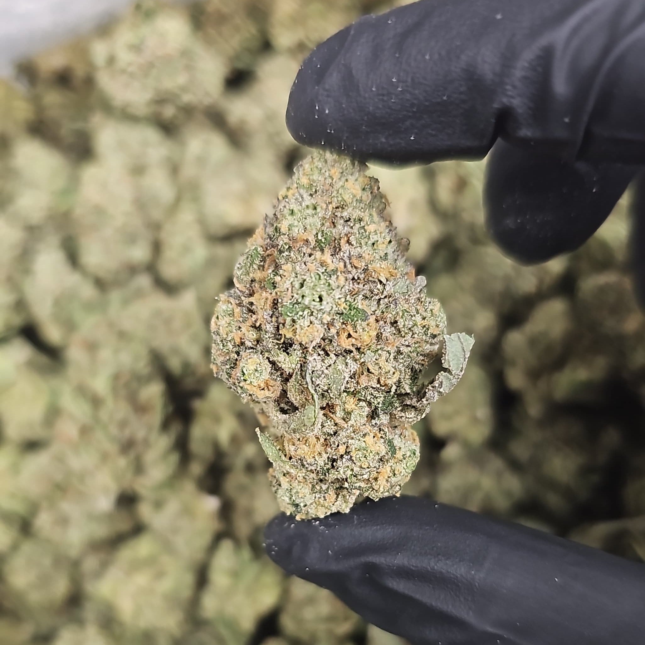 Jupiter OG THCa Flower